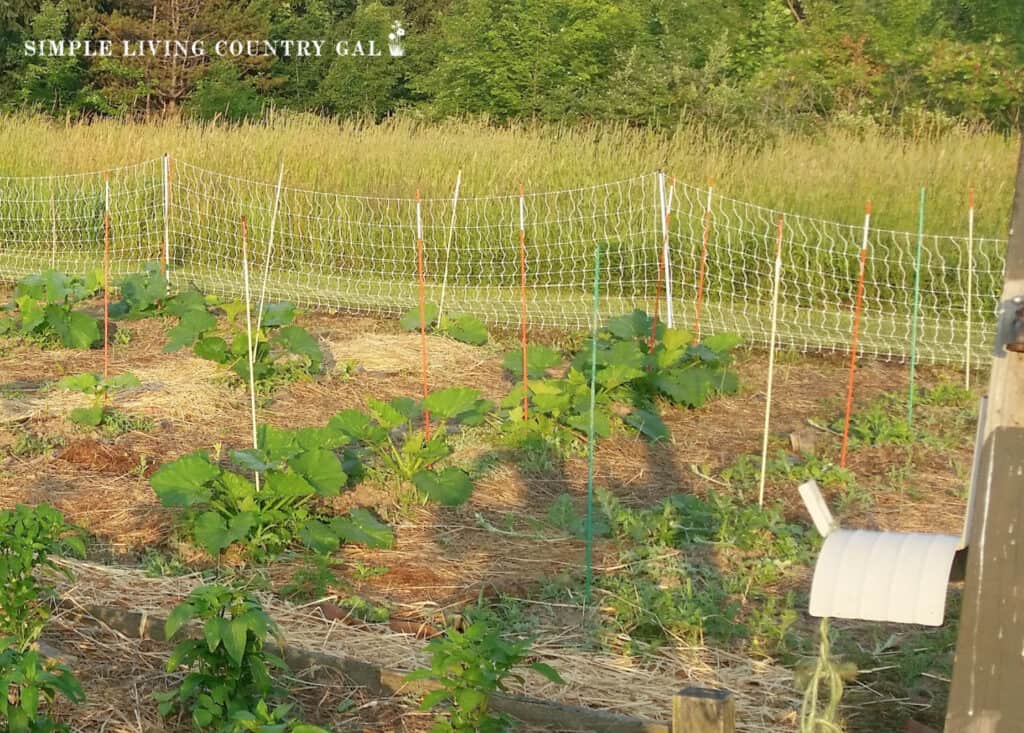 a garden of pumpkins and watermelon growing