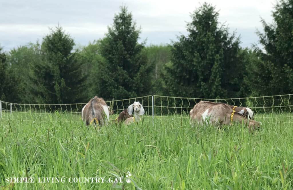 a herd of goats grazing in a pasture. 