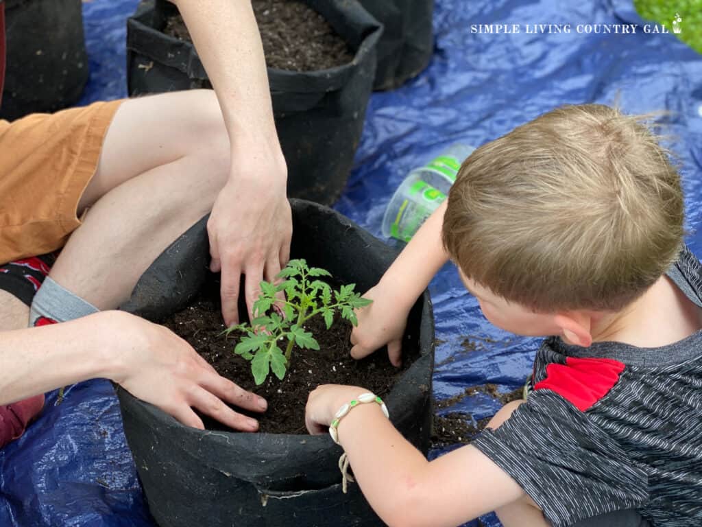 a little boy planting a tomato plant with an adult