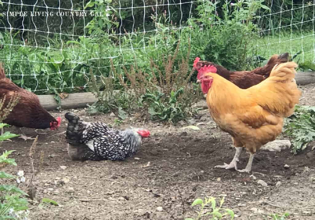 a rooster watching over a small group of hens