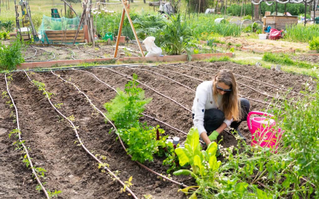 a woman working in a rented garden plot of a homestead