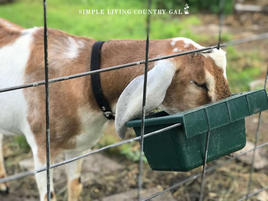 goat eating kelp from a feed bowl