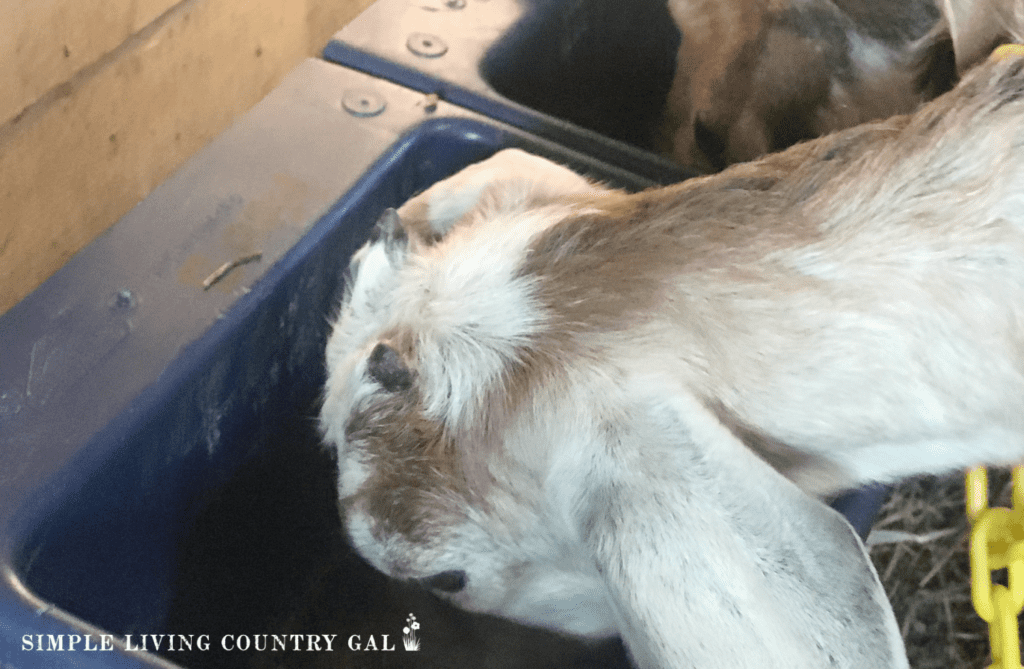 goats eating out of feed bowls in a barn