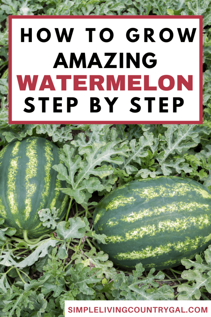 how to grow watermelon for beginners