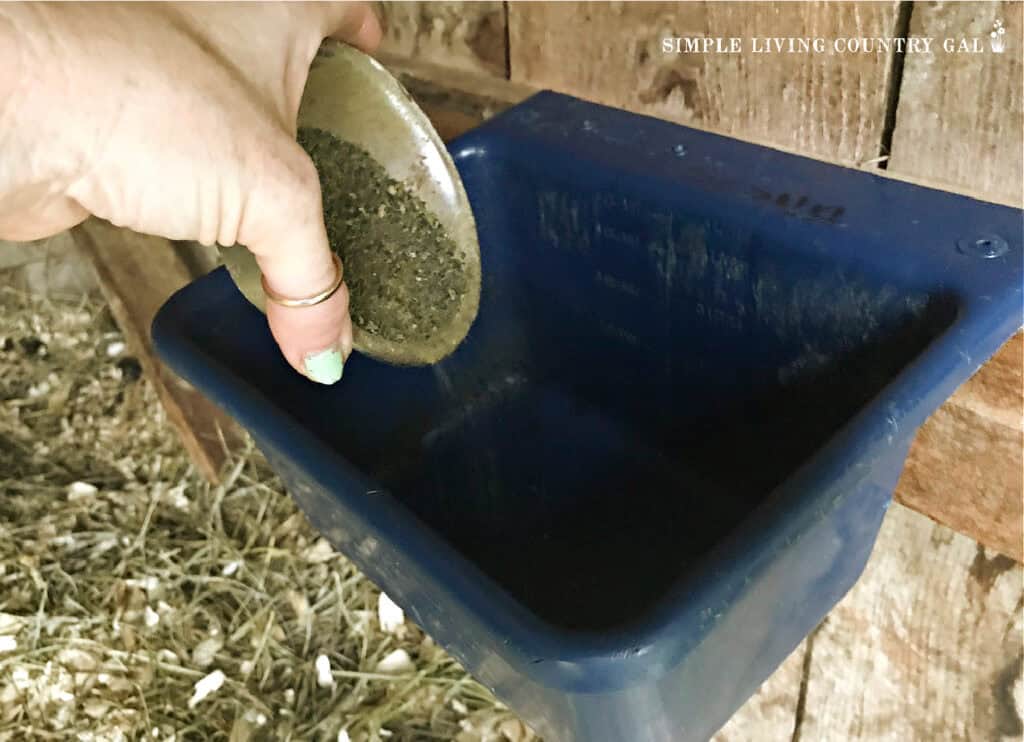 hand pouring kelp into a blue feeder in a goat shelter 
