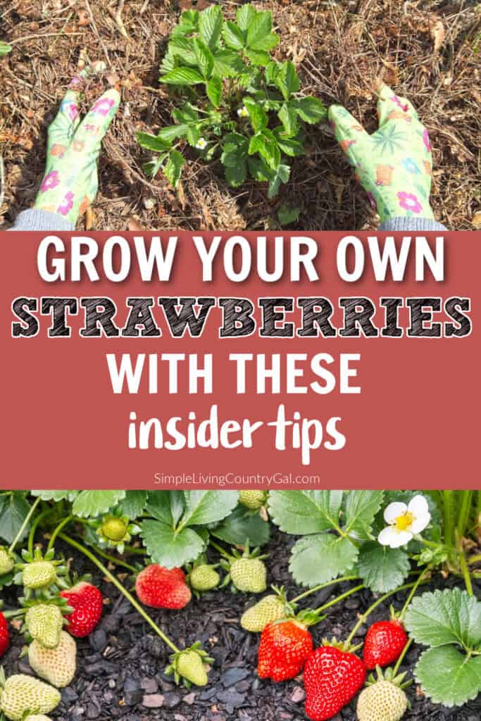 how to grow strawberries for beginners