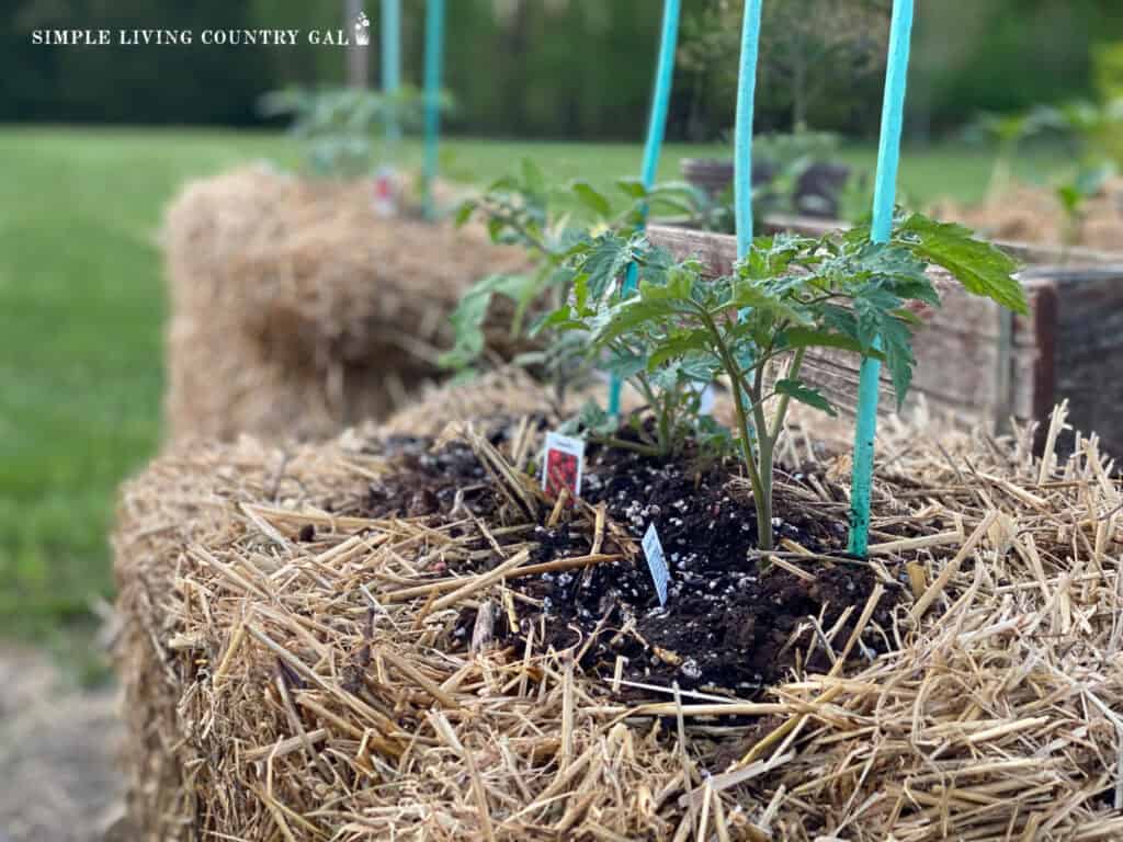 a closeup of a straw bale garden with tomato plants growing inside