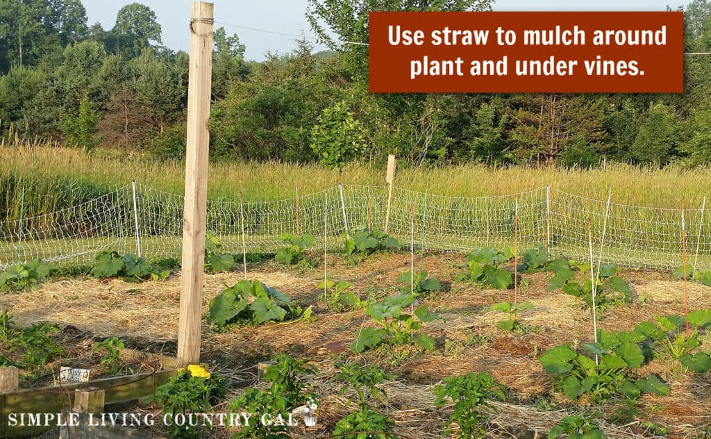 watermelon growing in a garden with the words: use straw to mulch at the plant and under vines. on a red box