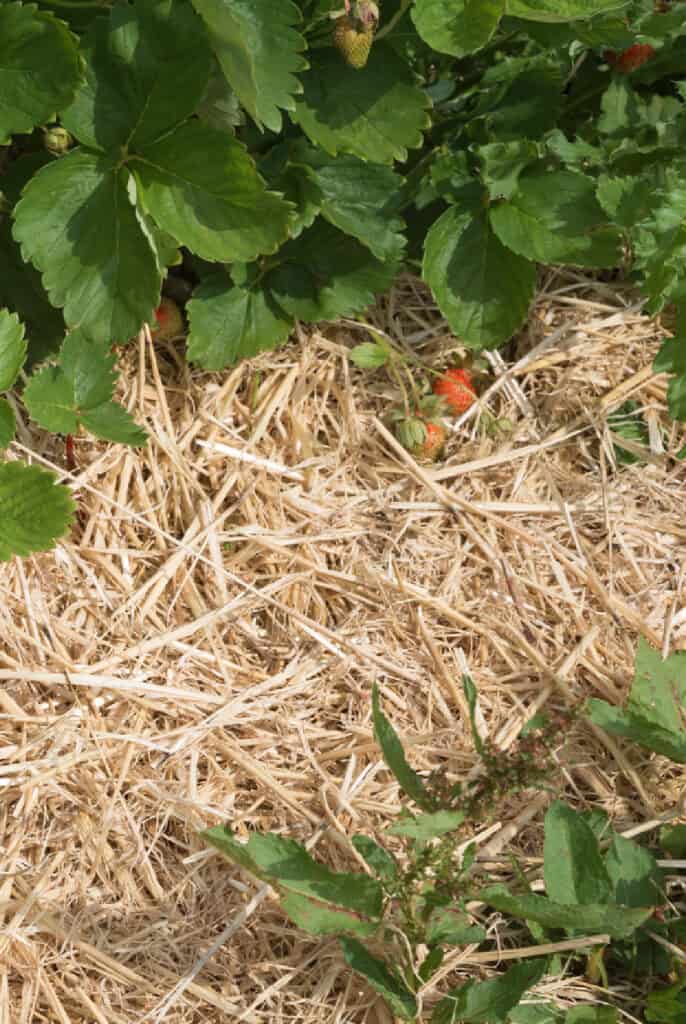 Strawberries with layer of straw bale