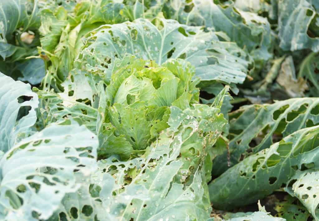 a crop of cabbage damaged by pests in a vegetable garden