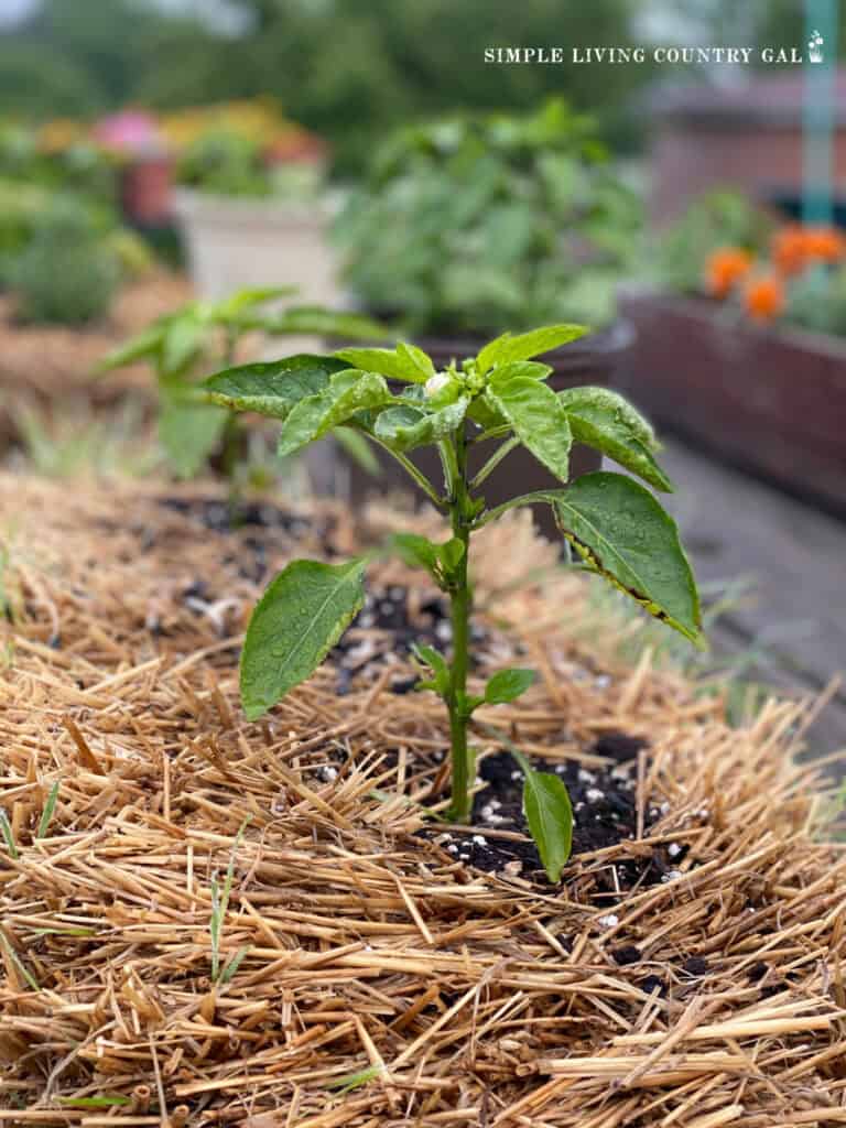 a young pepper plant growing inside of a straw bale