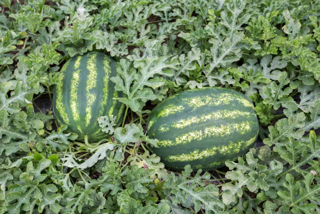 melon field with heaps of ripe watermelons in summer