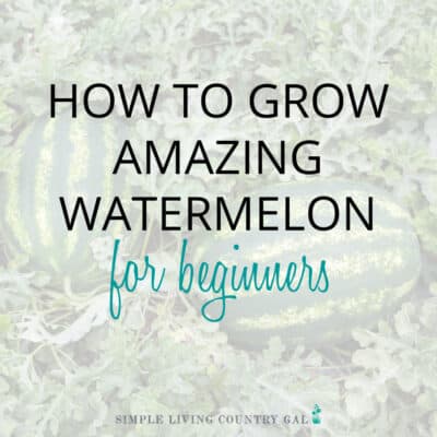 how to grow watermelon for beginners