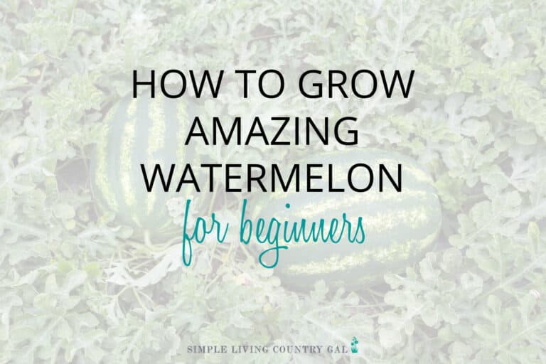 How to Grow Watermelon for Beginners