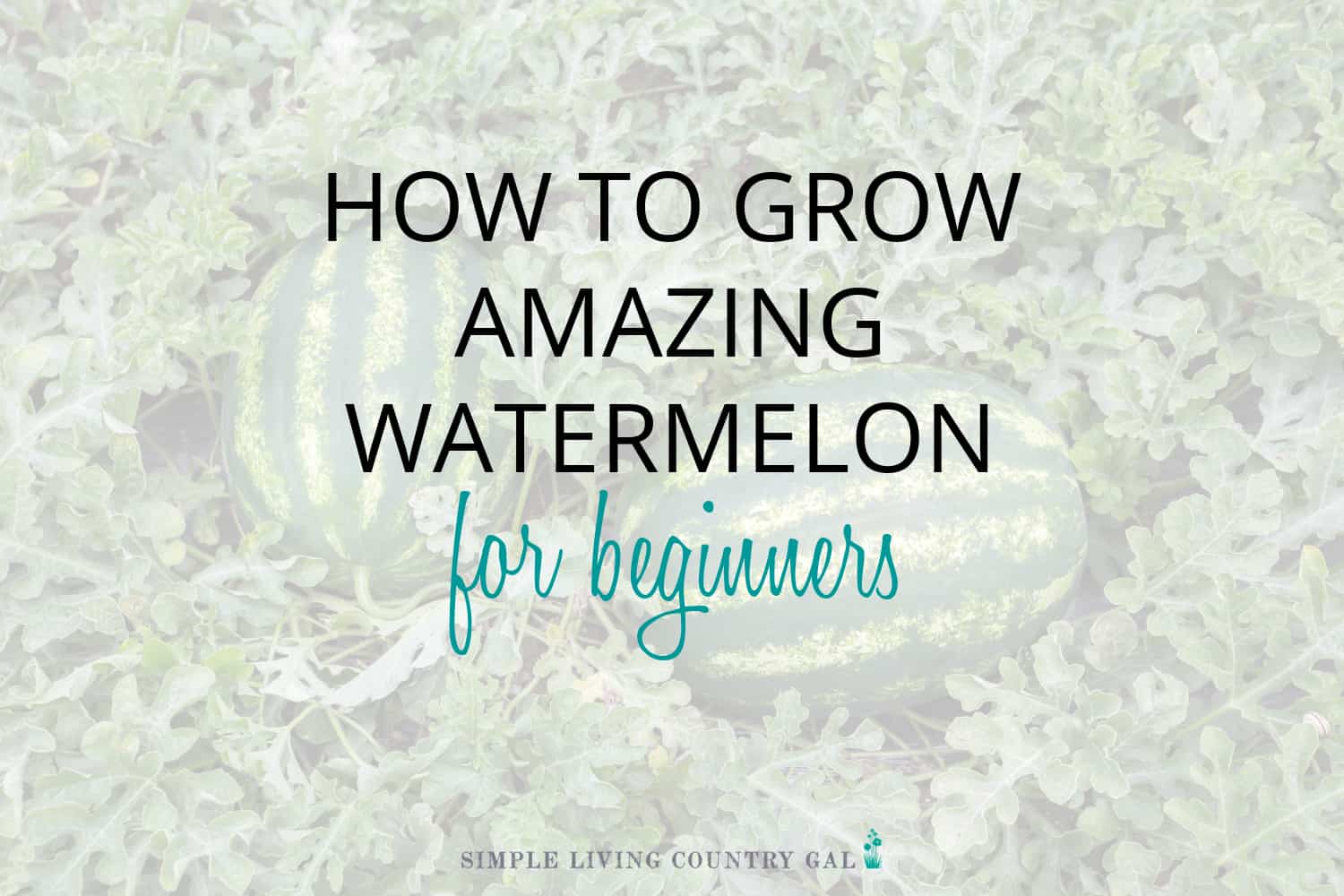 How to Grow Watermelon for Beginners