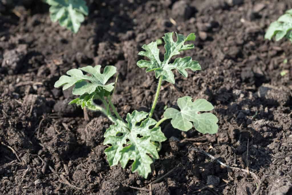 Watermelon sprout grows on the garden bed.