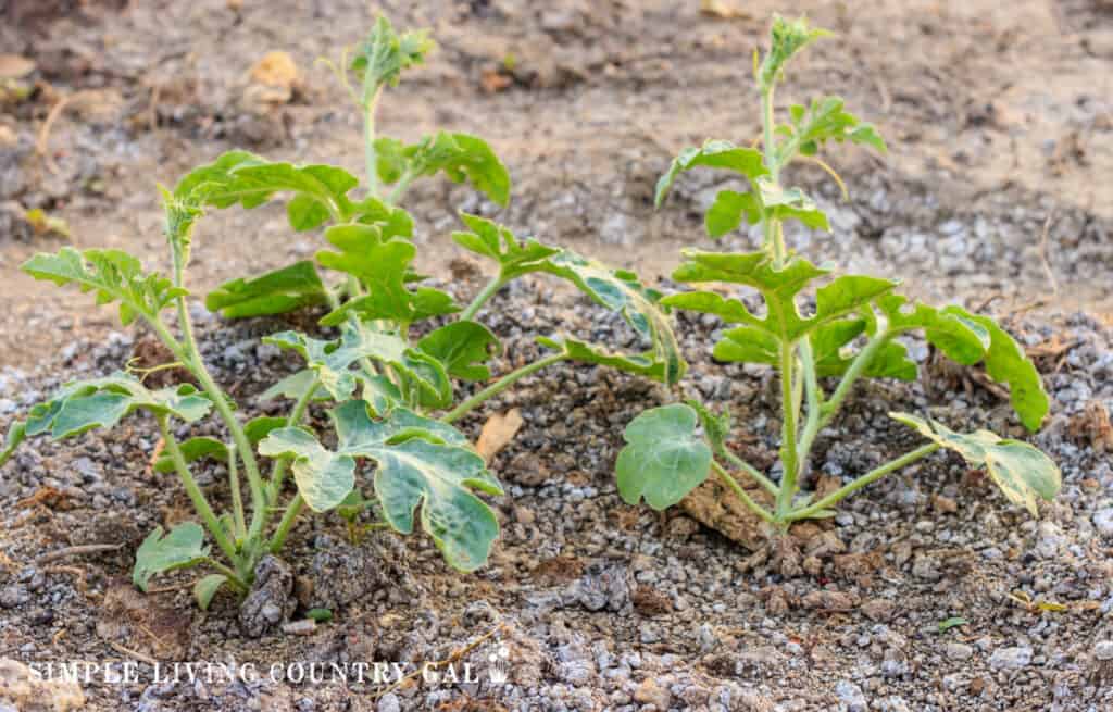 The watermelon plant in a vegetable garden