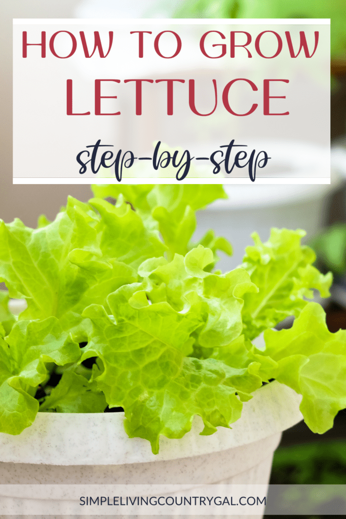 HOW TO GROW LETTUCE for beginners