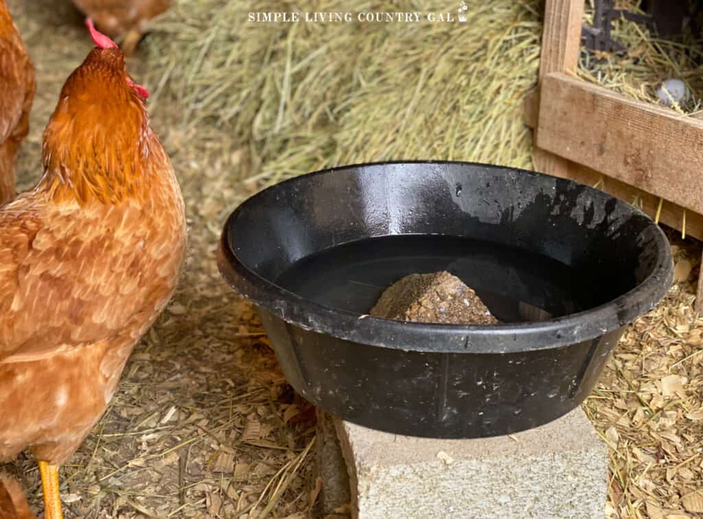 a black rubber bowl filled with water on a cinder block in a coop