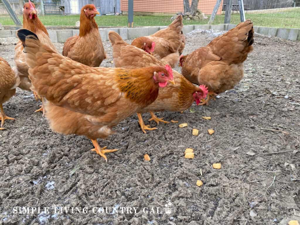 a flock of brown chickens eating food from the frozen ground
