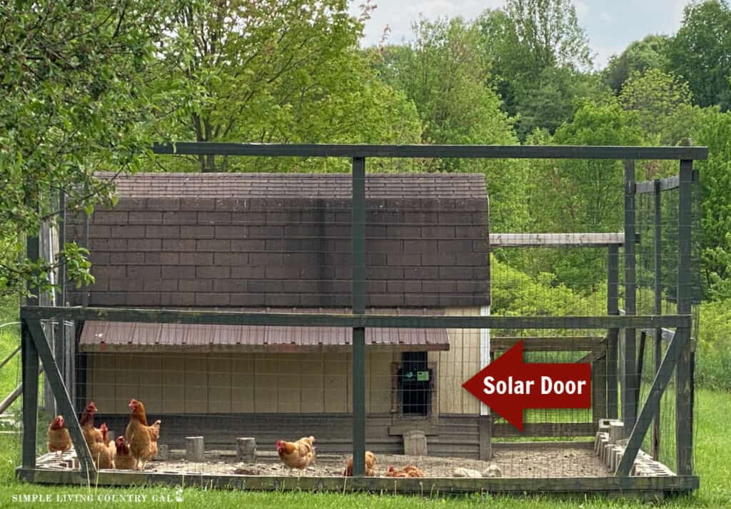 a flock of chickens outside of a coop in an enclosed run