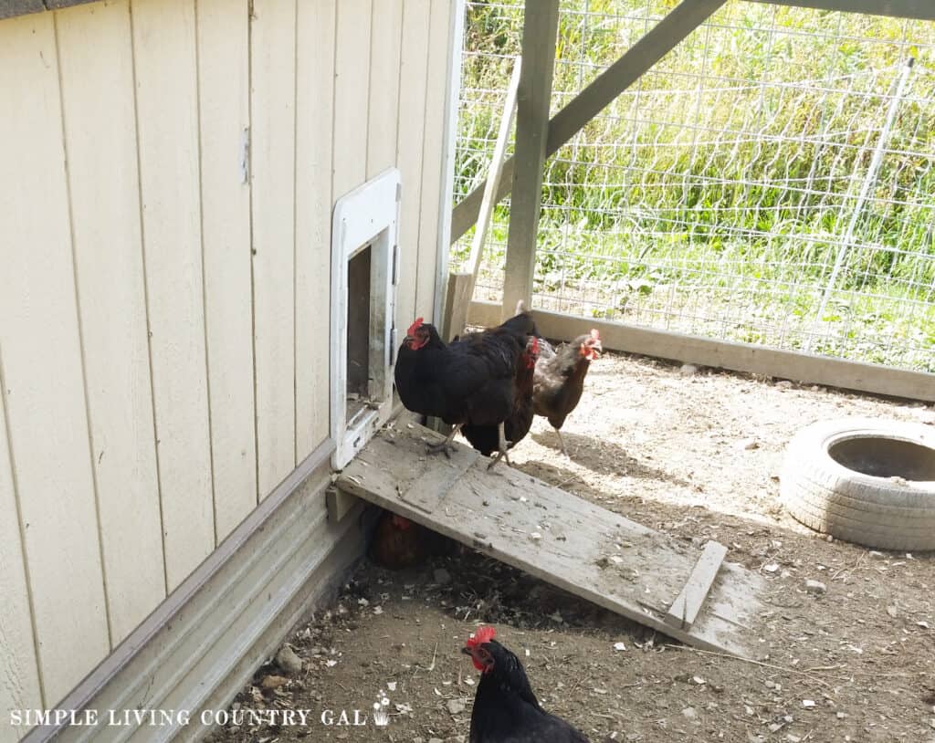 chickens coming out of a coop using a small ramp