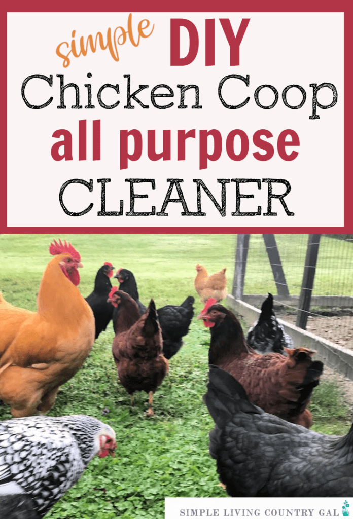 DIY Egg Washer!! Too EASY!  BackYard Chickens - Learn How to Raise Chickens