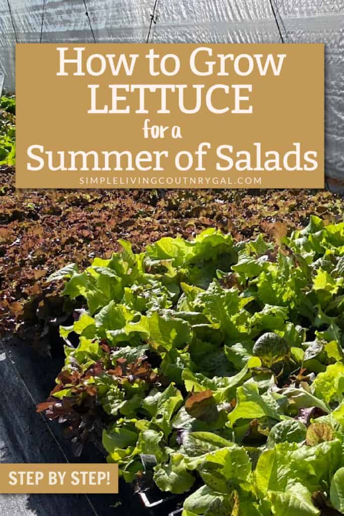 how to grow lettuce for beginners