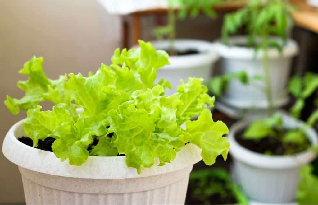 lettuce growing in a container with other plants