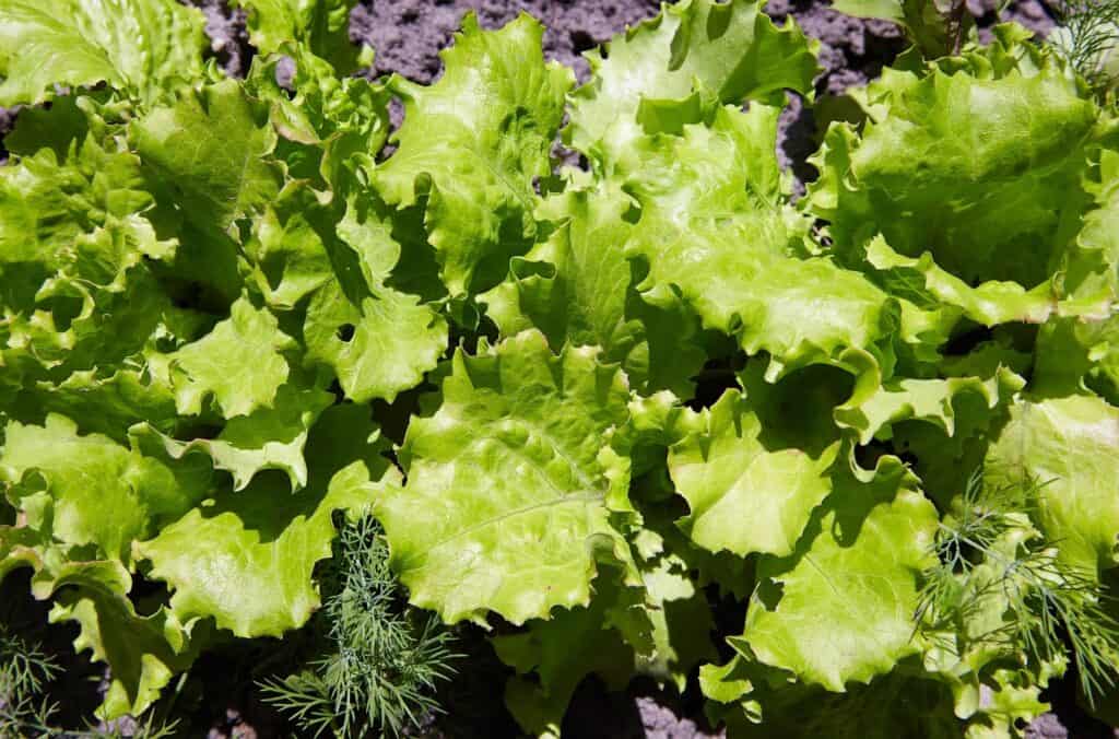 lettuce growing in a garden bed 