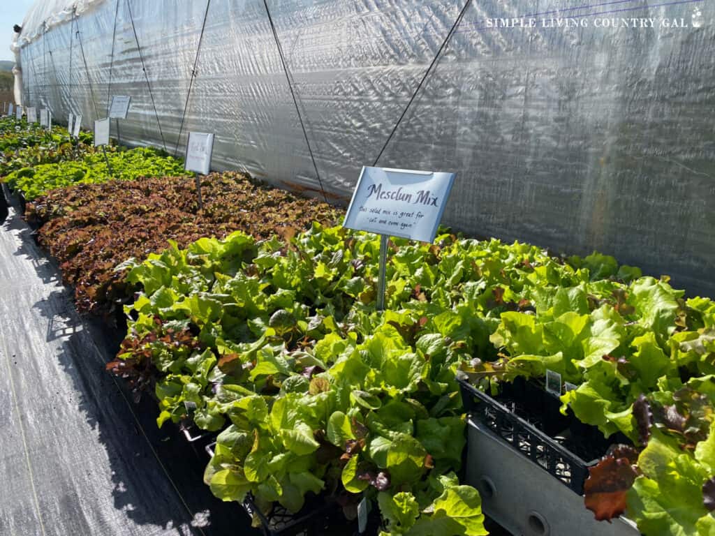 trays of leaf lettuce at a nursery 