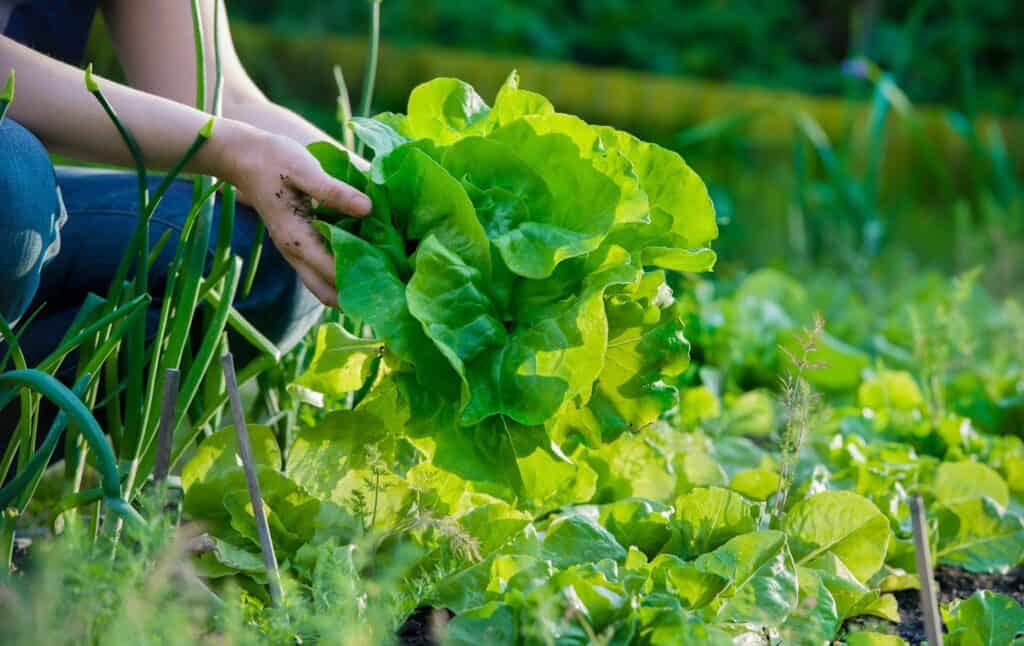 woman picking fresh lettuce from her garden