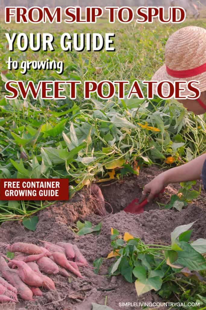 how to grow sweet potatoes for beginners