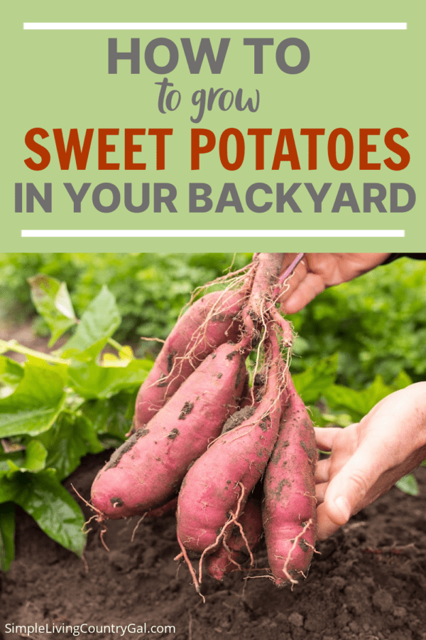 How to Grow Sweet Potatoes for Beginners | Simple Living Country Gal