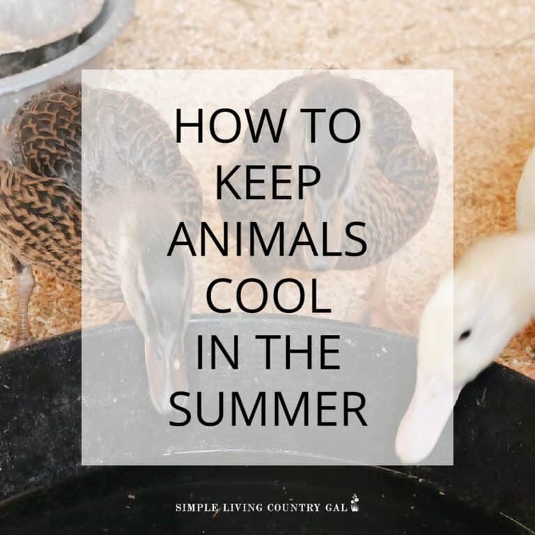 Simple Tips to Help Keep Your Animals Cool in the Heat of Summer