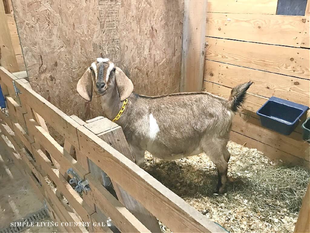 Nubian goat in a stall