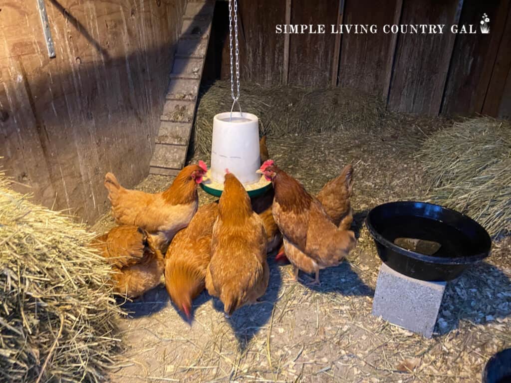 a group of chickens eating from a hanging feeder inside of a coop