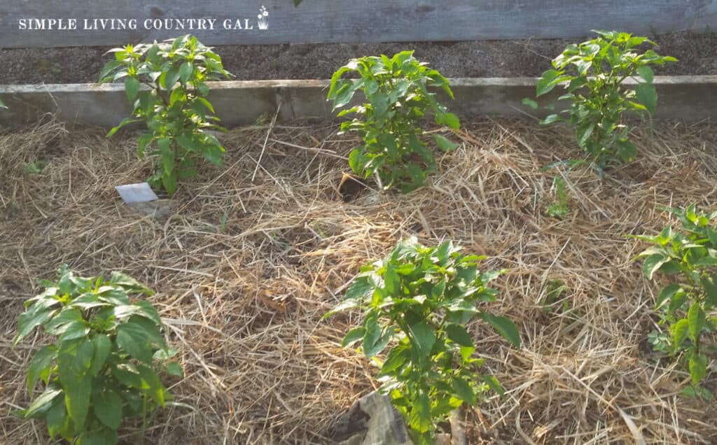 a group of tomato plants growing in a garden mulched with straw