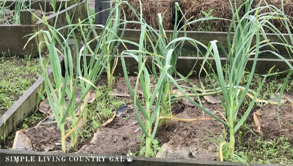 a patch of garlic growing in a raised bed