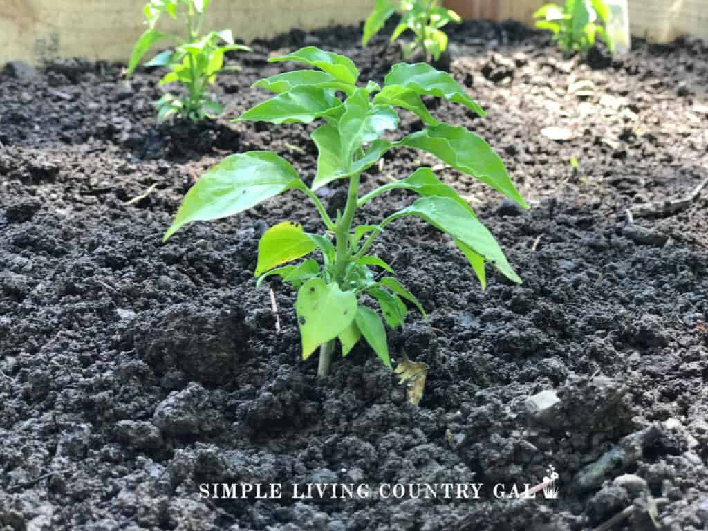 a young plant in a garden