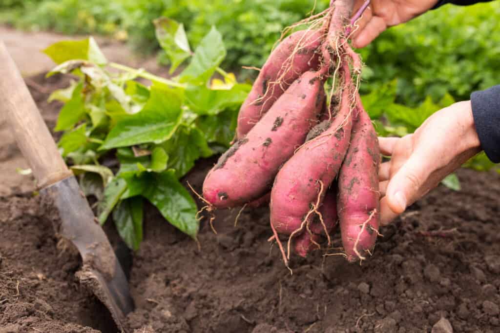 hands holding dug bush of sweet potato close up