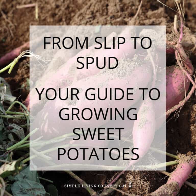 how to grow sweet potatoes for beginners