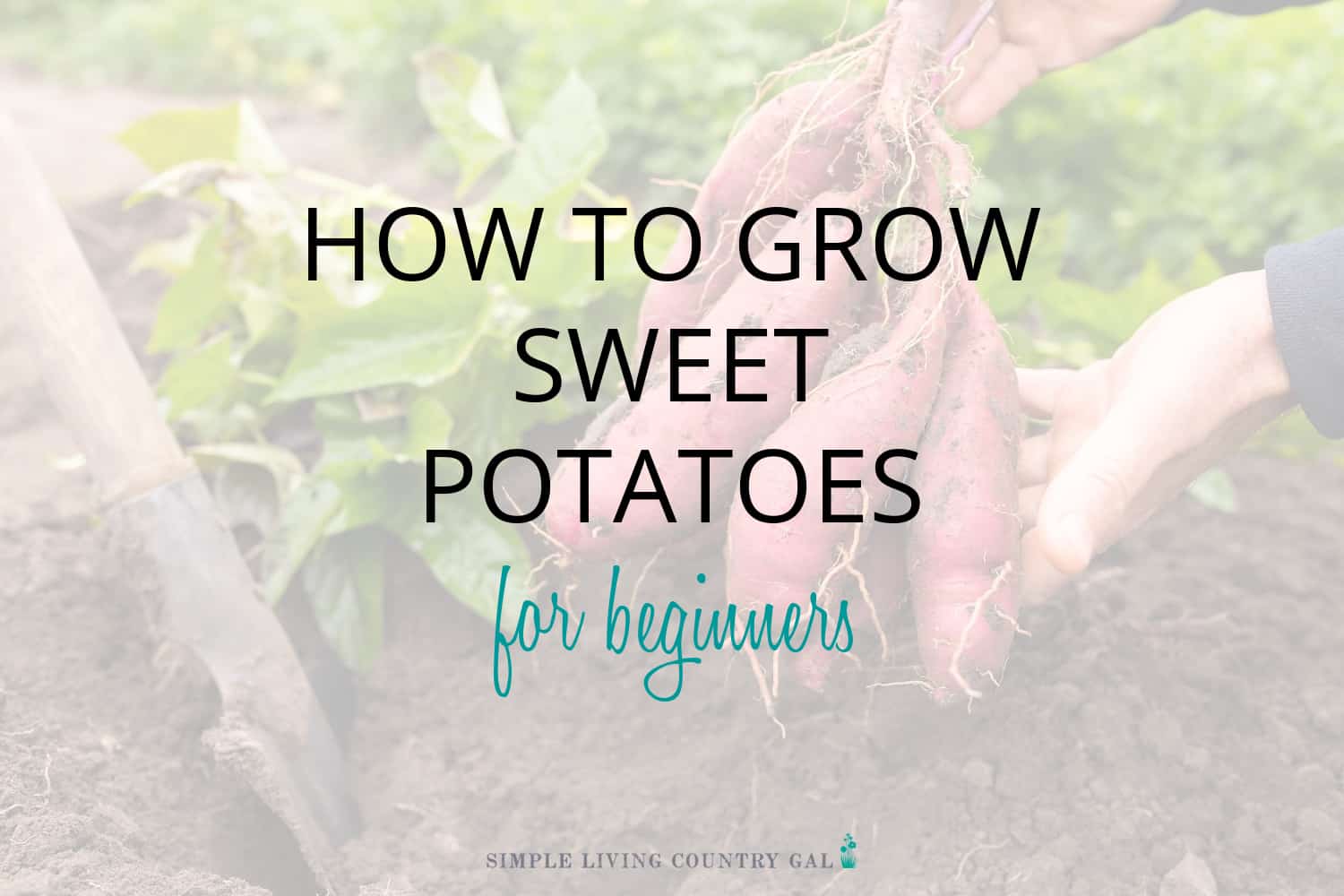 How to Grow Sweet Potatoes for Beginners