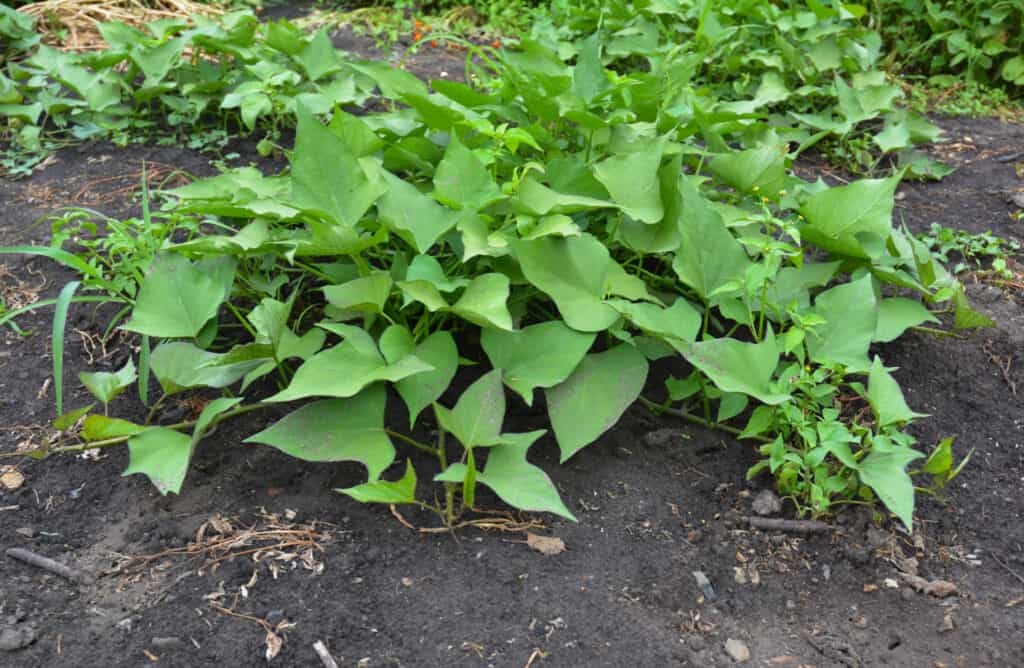 patch of growing sweet potatoes in a garden
