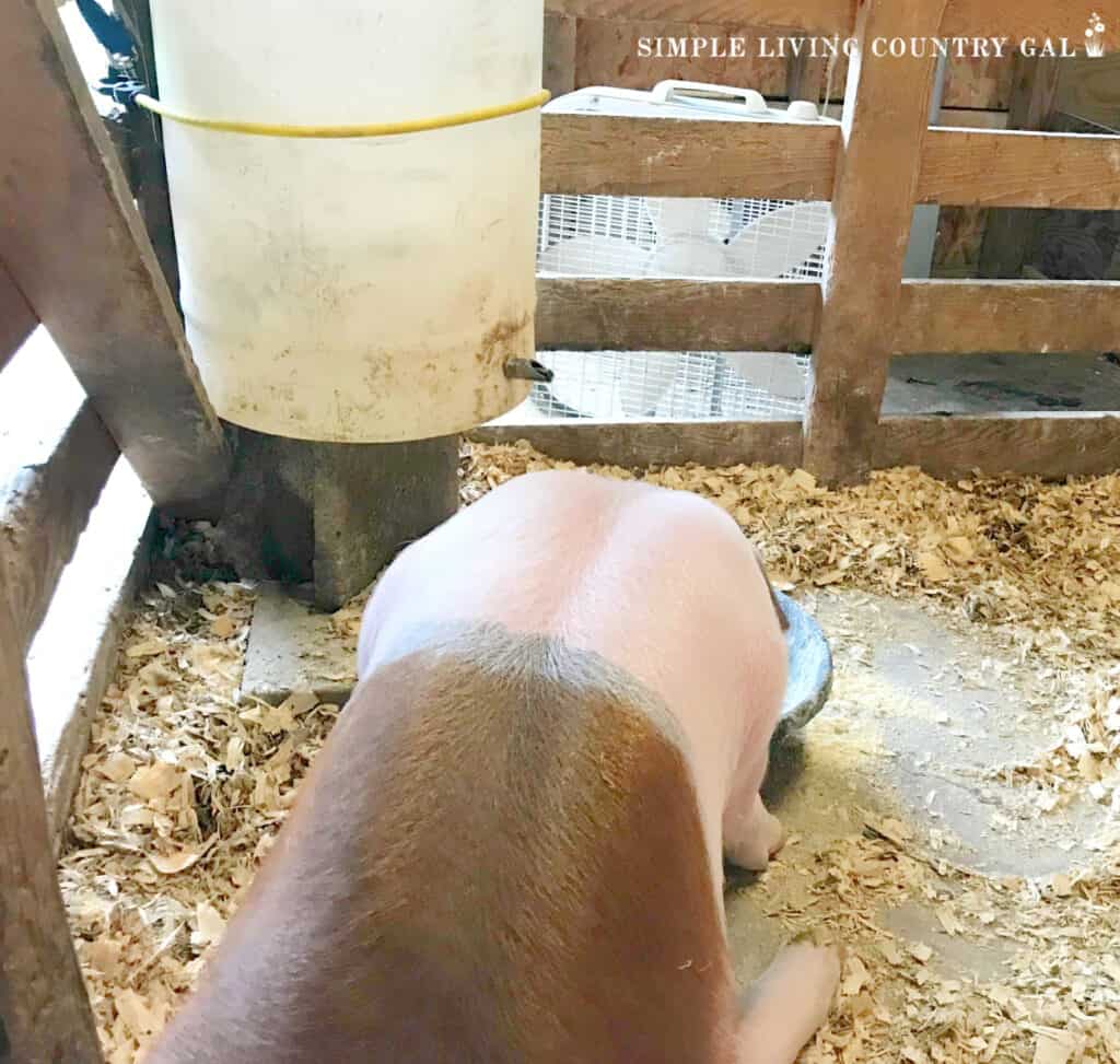 pig eating feed out of a shallow rubber bowl