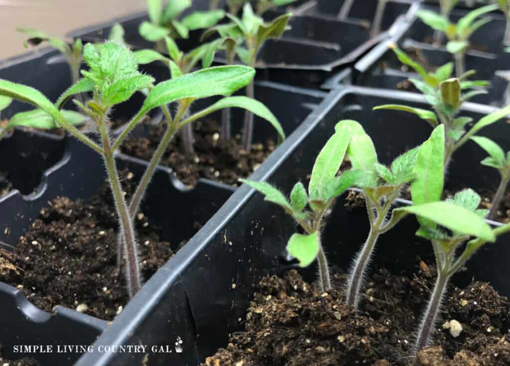 small tomato seedlings in a growing tray