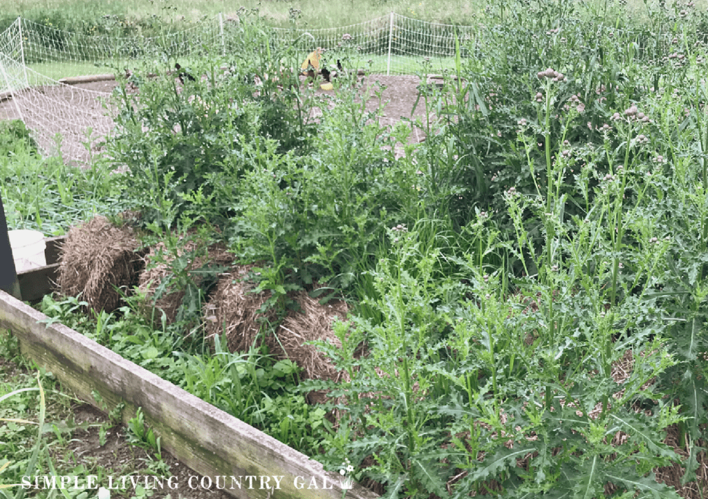 weeds growing in raised beds in a garden