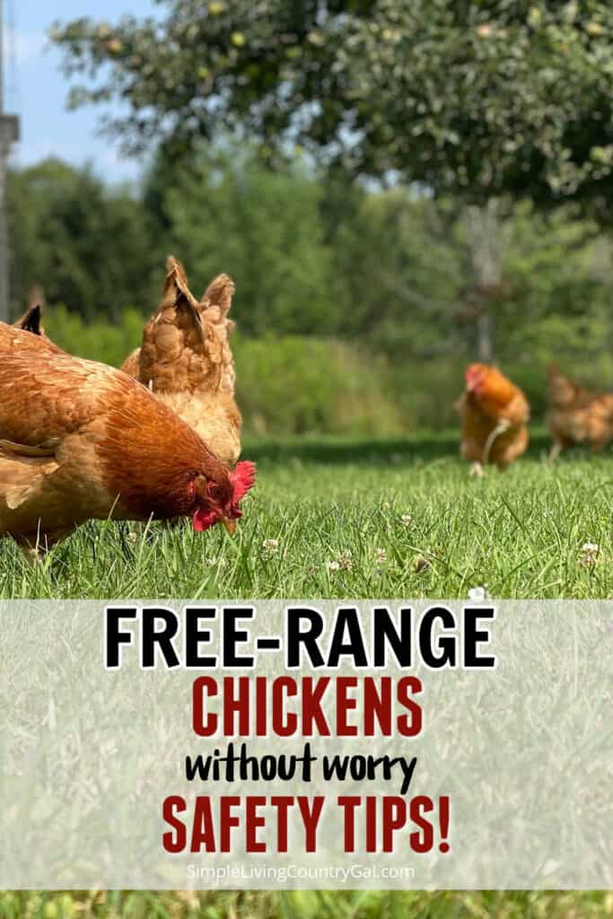 HOW TO FREE-RANGE CHICKENS