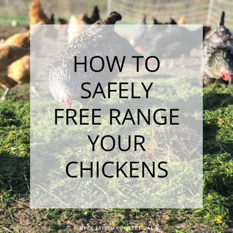 How to Free Range Chickens