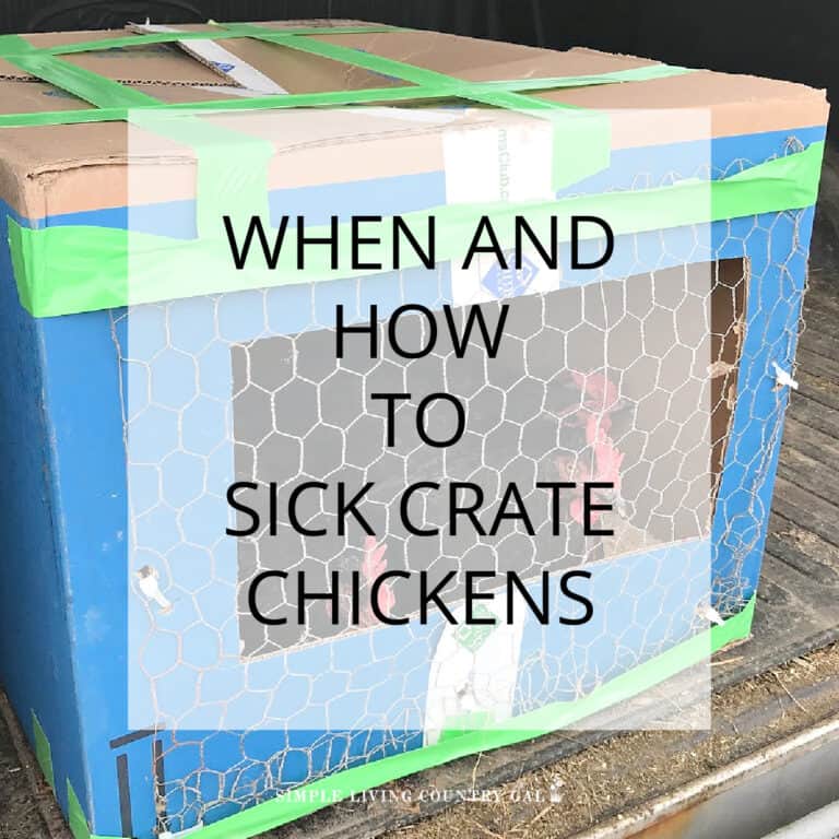 When to Sick Crate chickens